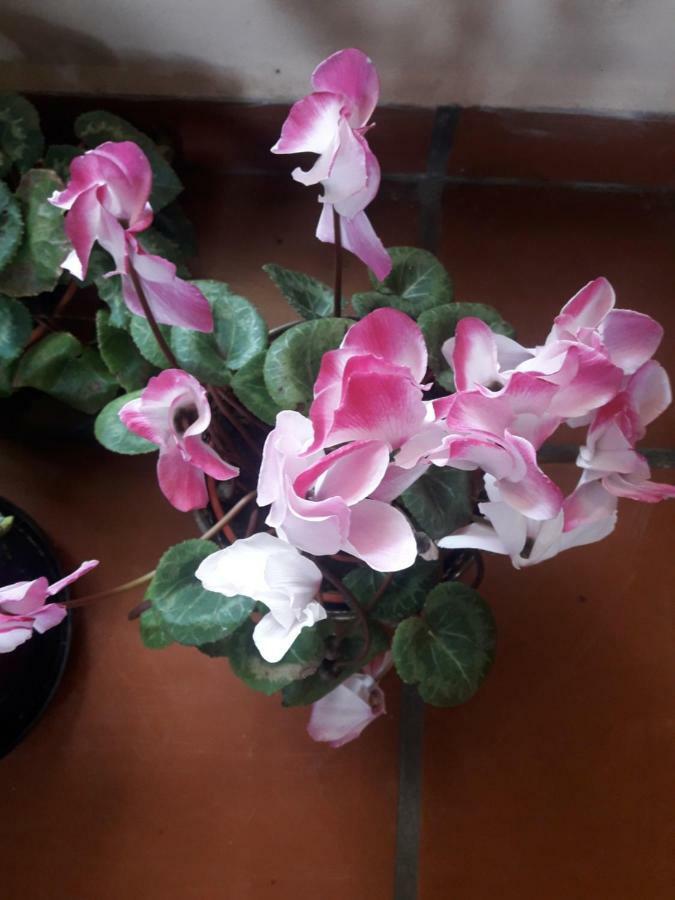 Posada La Sonada ตาฟิเดลบาเญ ภายนอก รูปภาพ
